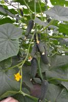 Семена огурца Лютояр