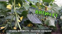 Семена огурца Вятич