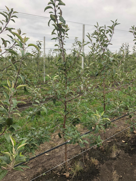 Саженцы яблони